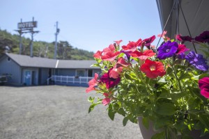 Moolack Shores Inn - Lush Landscaping